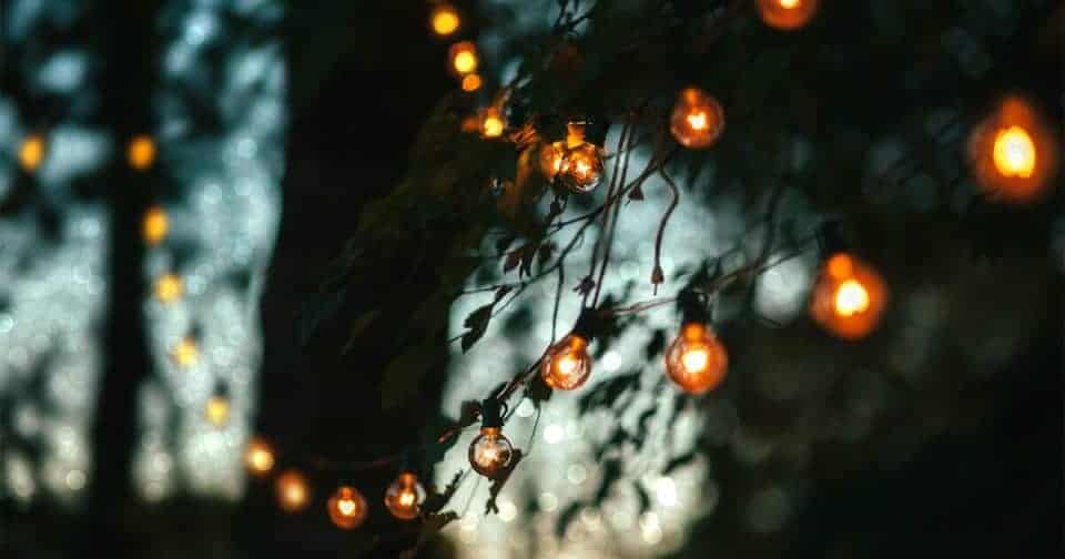 Decorative string lights hanging among trees in a forest setting.